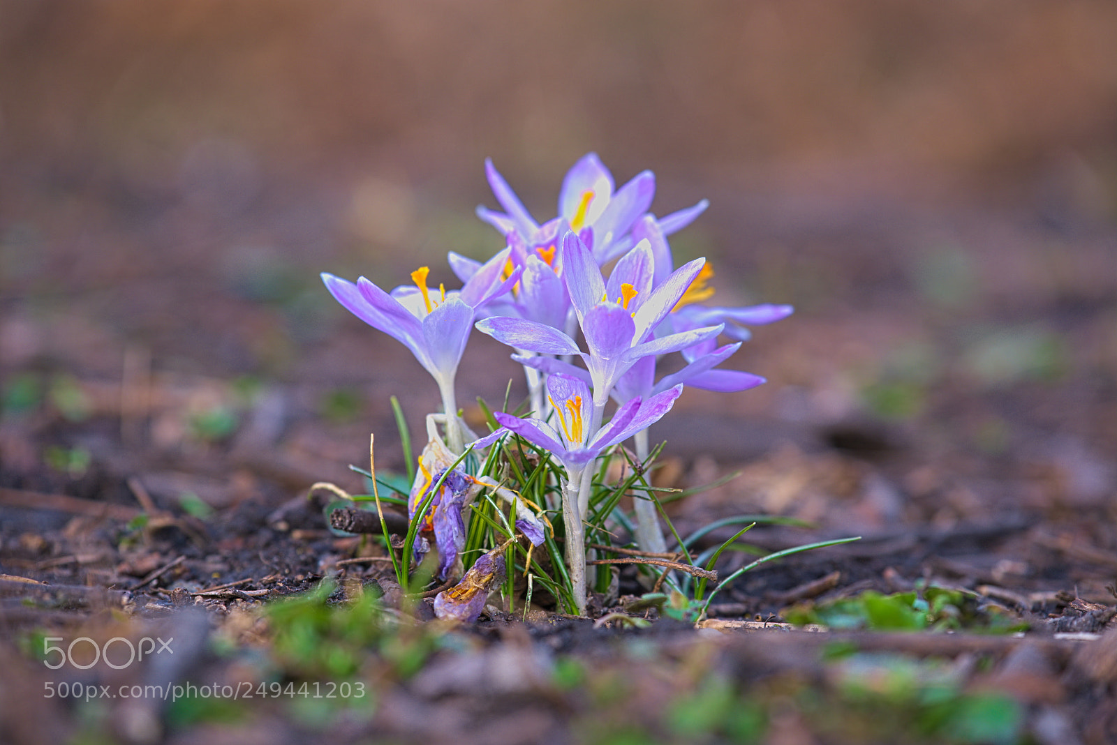 Fujifilm X-T20 sample photo. Iridaceae 2 photography