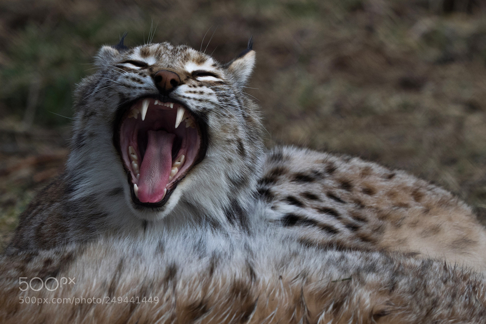 Olympus OM-D E-M1 sample photo. Luchs photography