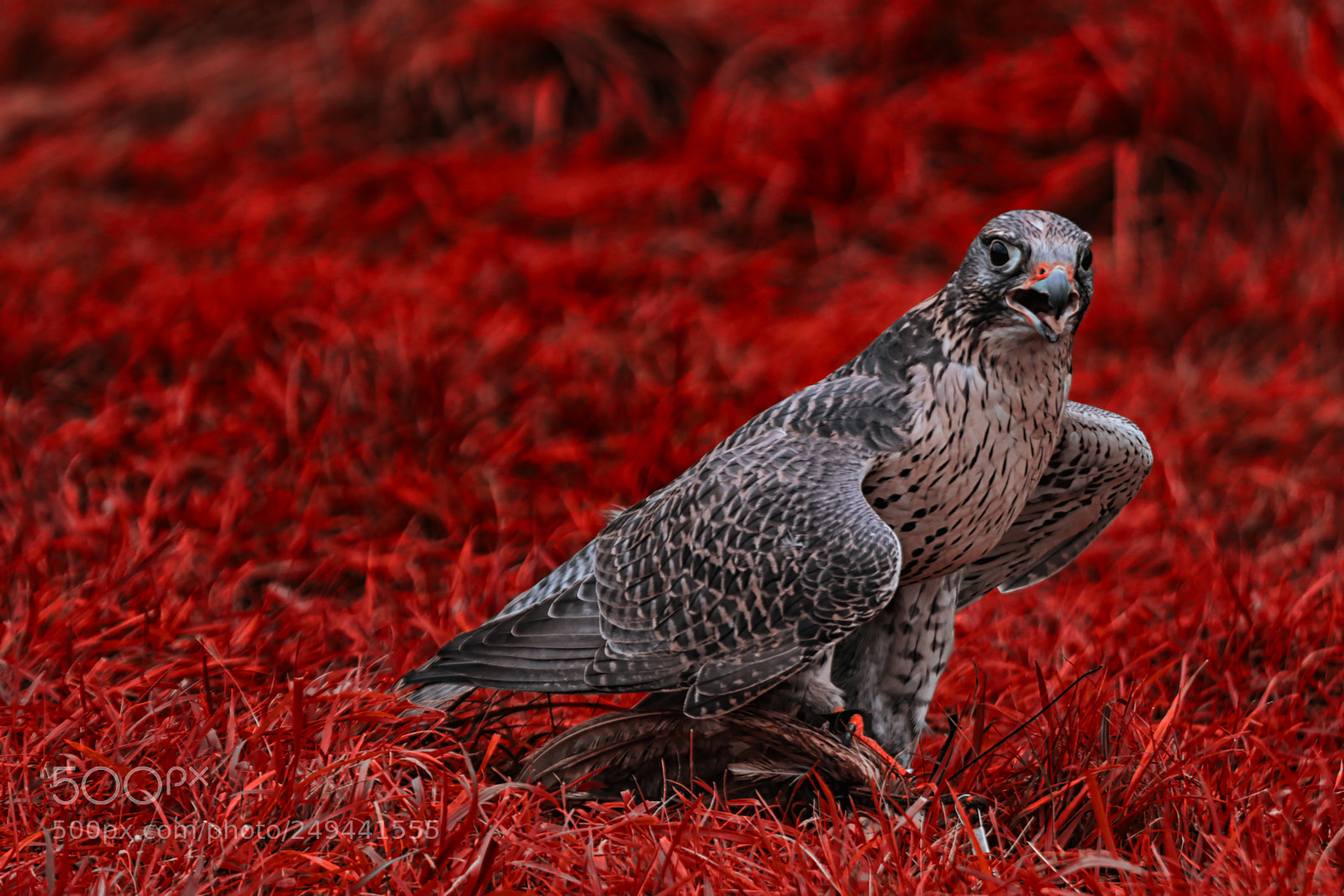 Canon EOS 7D Mark II sample photo. Guard photography