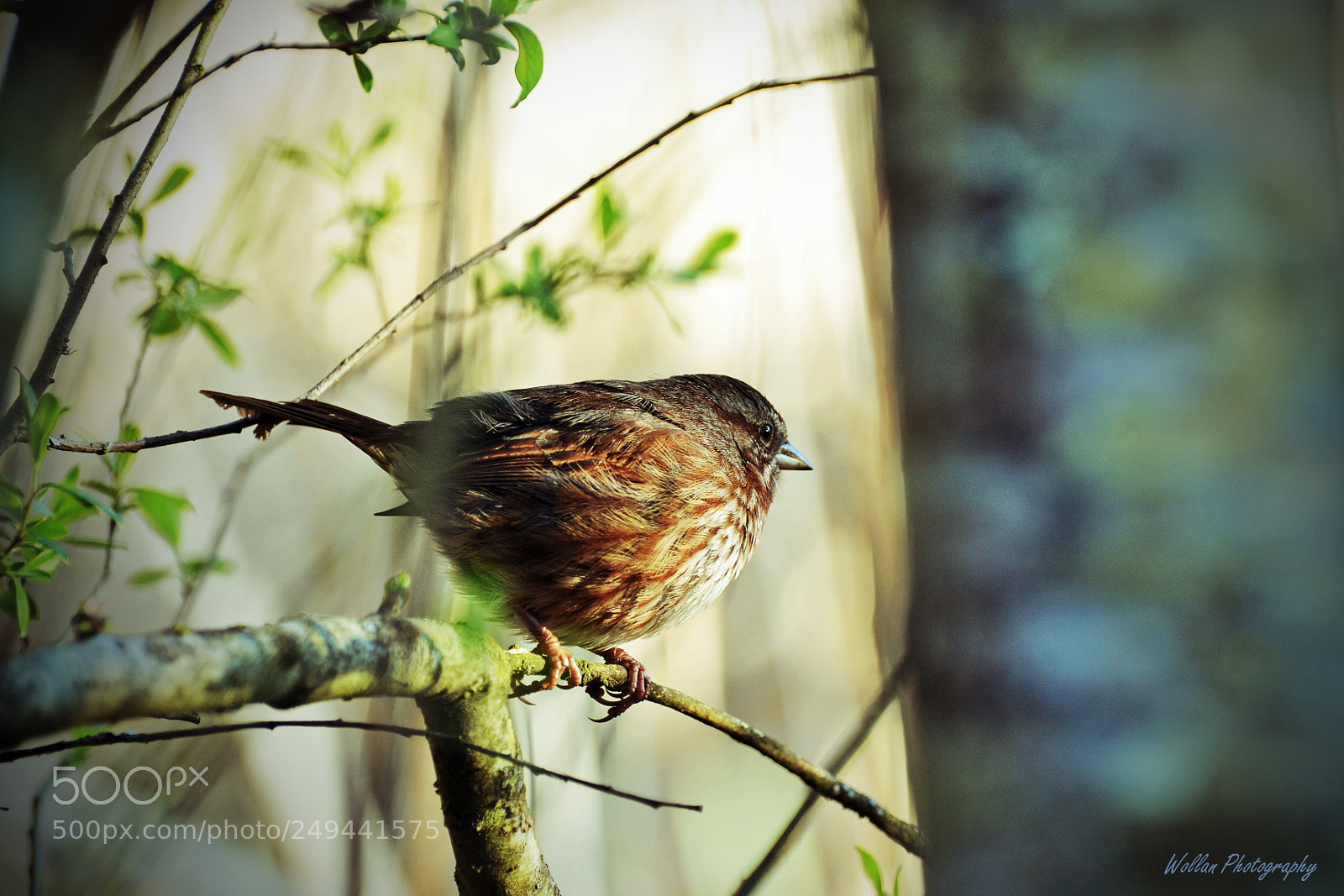 Nikon D3100 sample photo. Peaceful bird photography