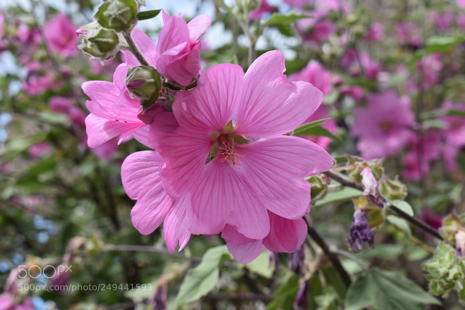 Nikon D5600 sample photo. Untitled photography