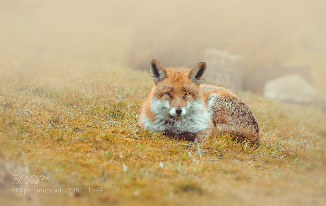 Nikon D7100 sample photo. Fox photography