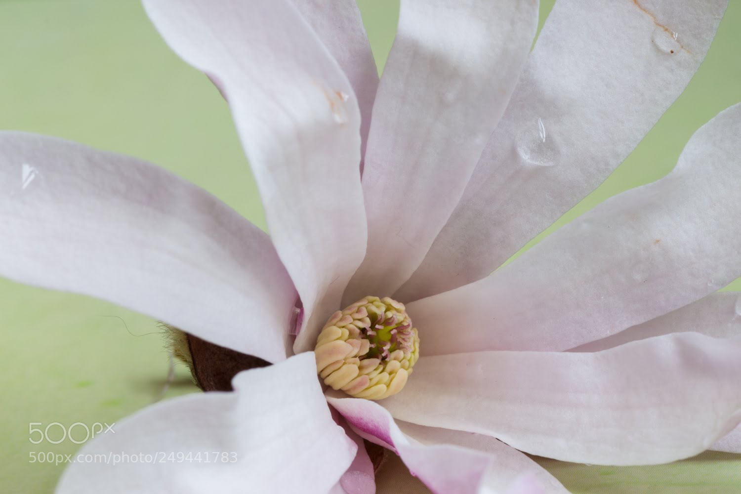 Canon EOS 700D (EOS Rebel T5i / EOS Kiss X7i) sample photo. Flowers photography