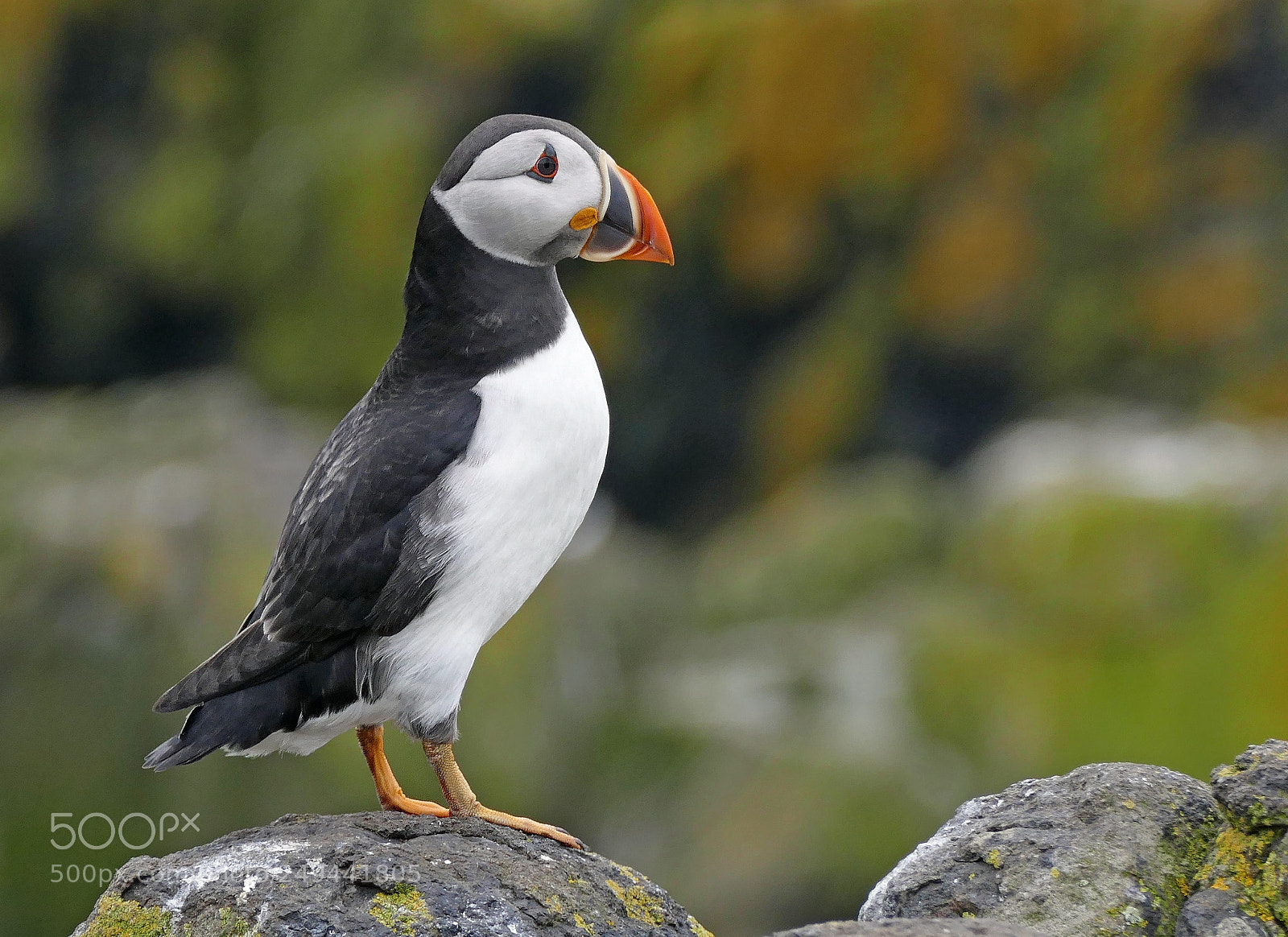 Panasonic Lumix DMC-FZ1000 sample photo. Puffin photography