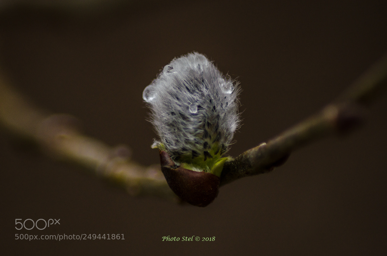 Nikon D5100 sample photo. Naked & minimal nature photography