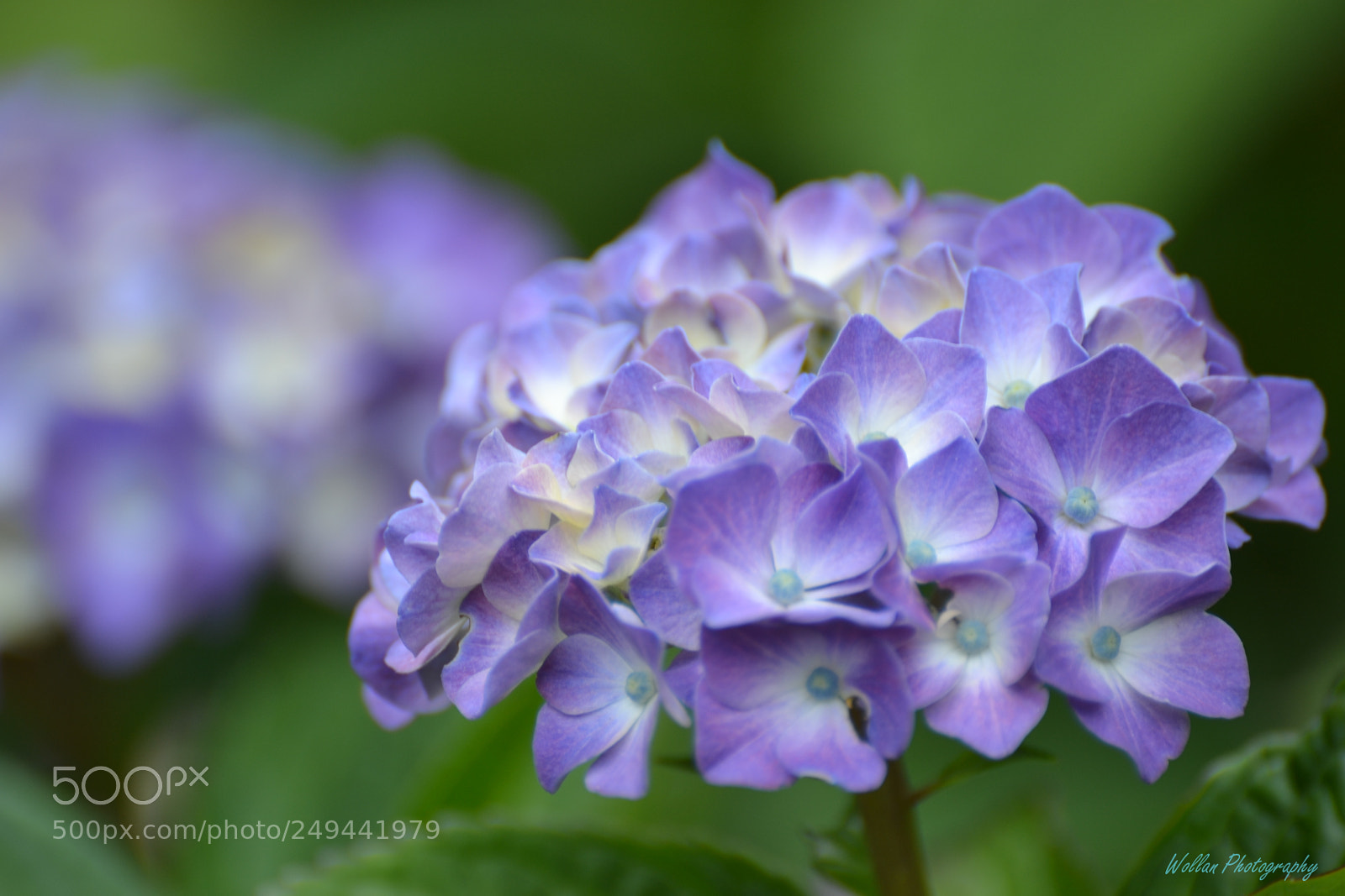 Nikon D3100 sample photo. Spring photography