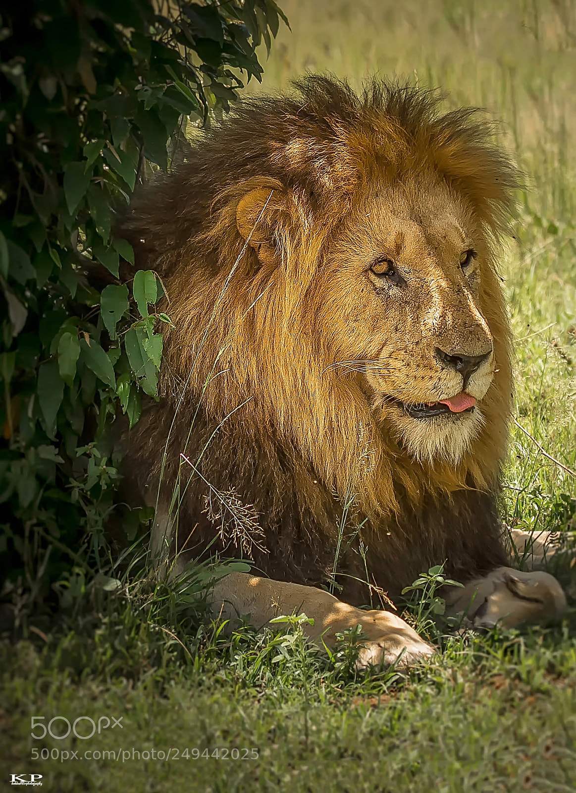 Nikon D7200 sample photo. The king masai mara photography