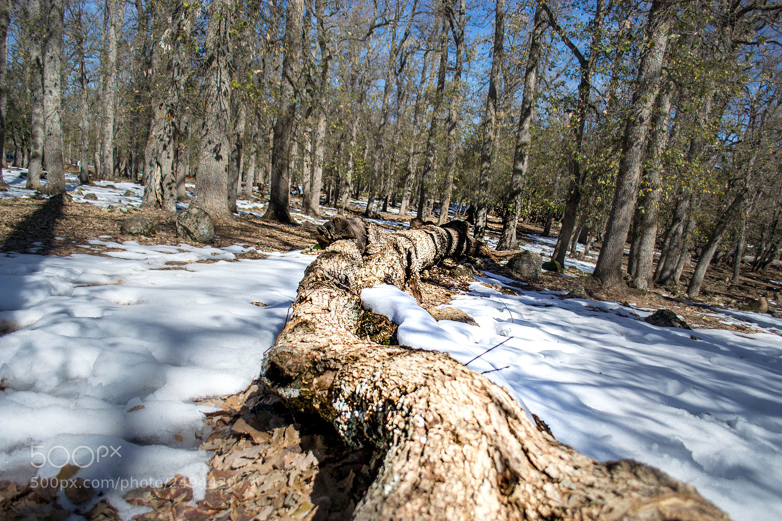 Nikon D3100 sample photo. The forest of countryside photography