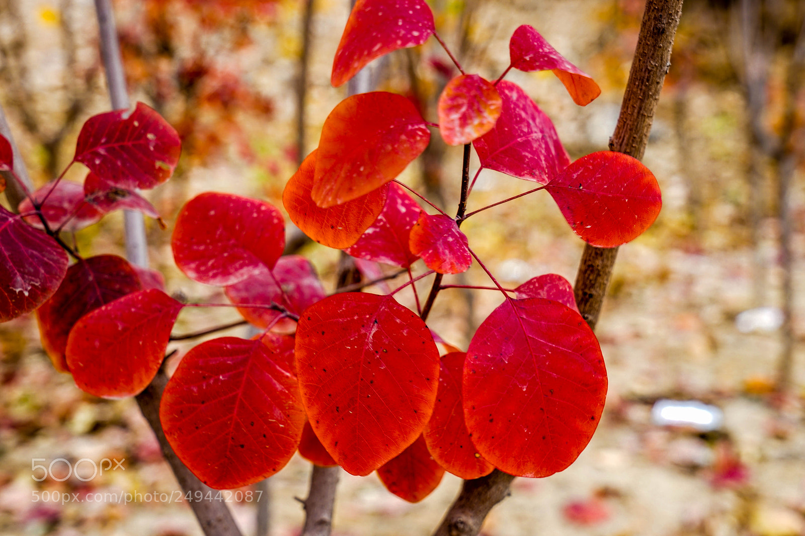 Sony a7 sample photo. Red leaves红叶 photography