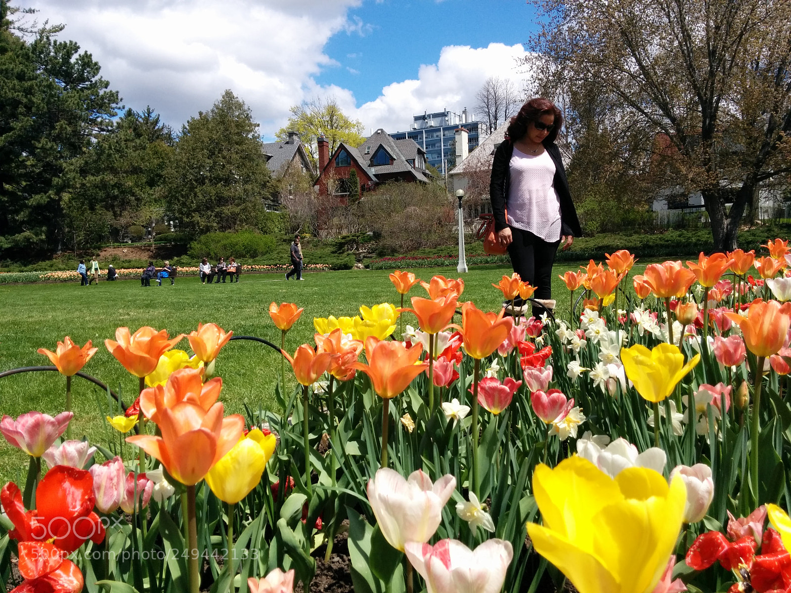 LG Nexus 5 sample photo. Tulip festival photography