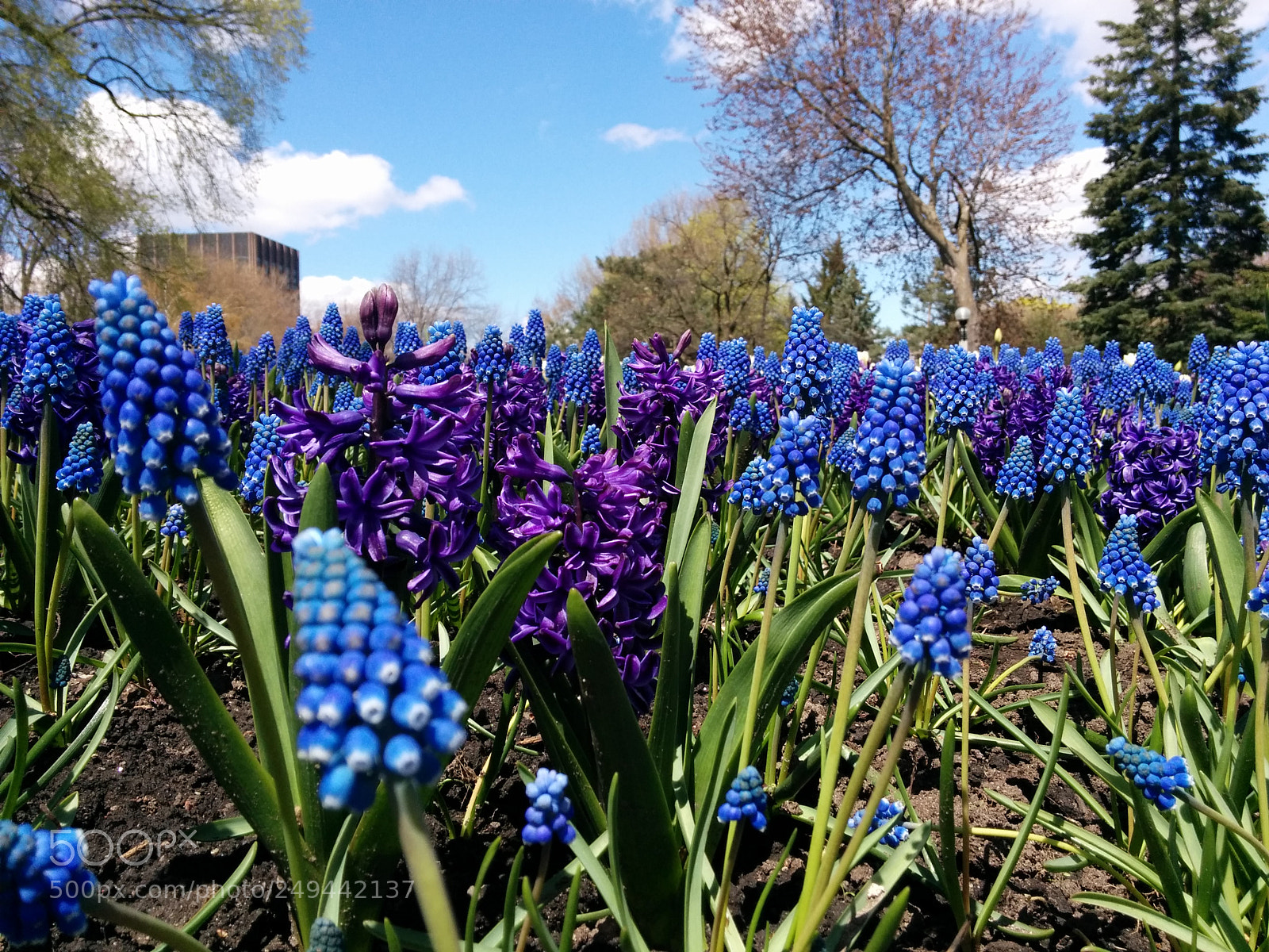 LG Nexus 5 sample photo. Tulip festival photography