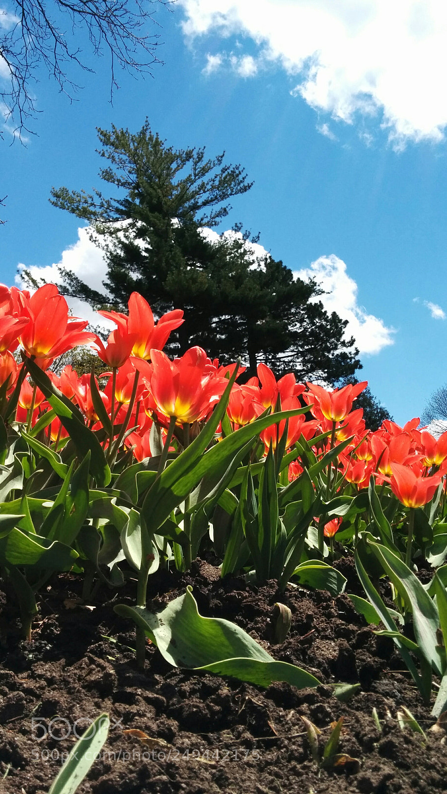 LG Nexus 5 sample photo. Tulip festival photography