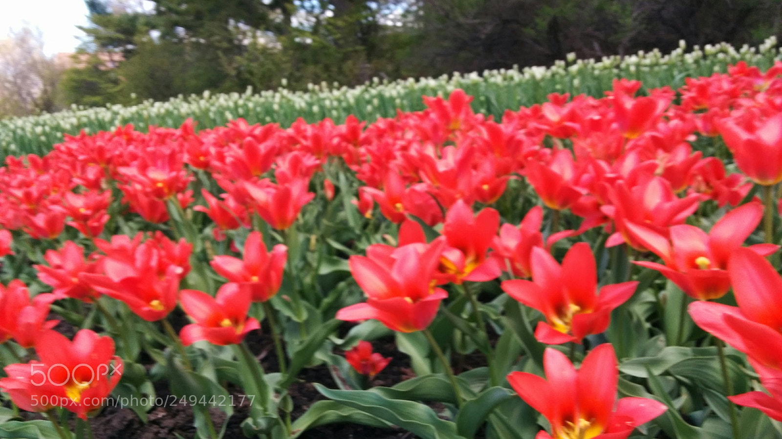 LG Nexus 5 sample photo. Tulip festival photography