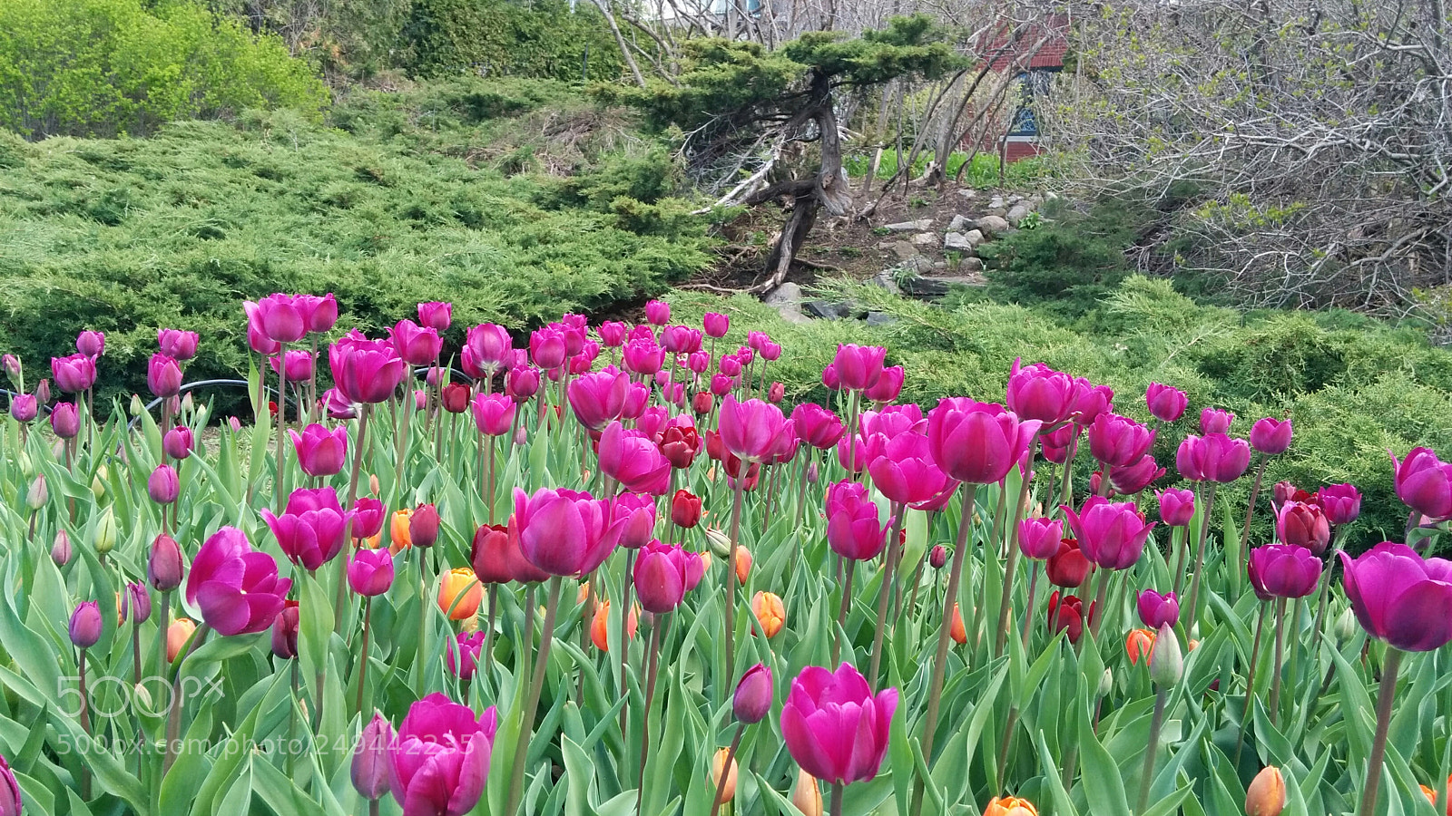 LG Nexus 5 sample photo. Tulip festival photography