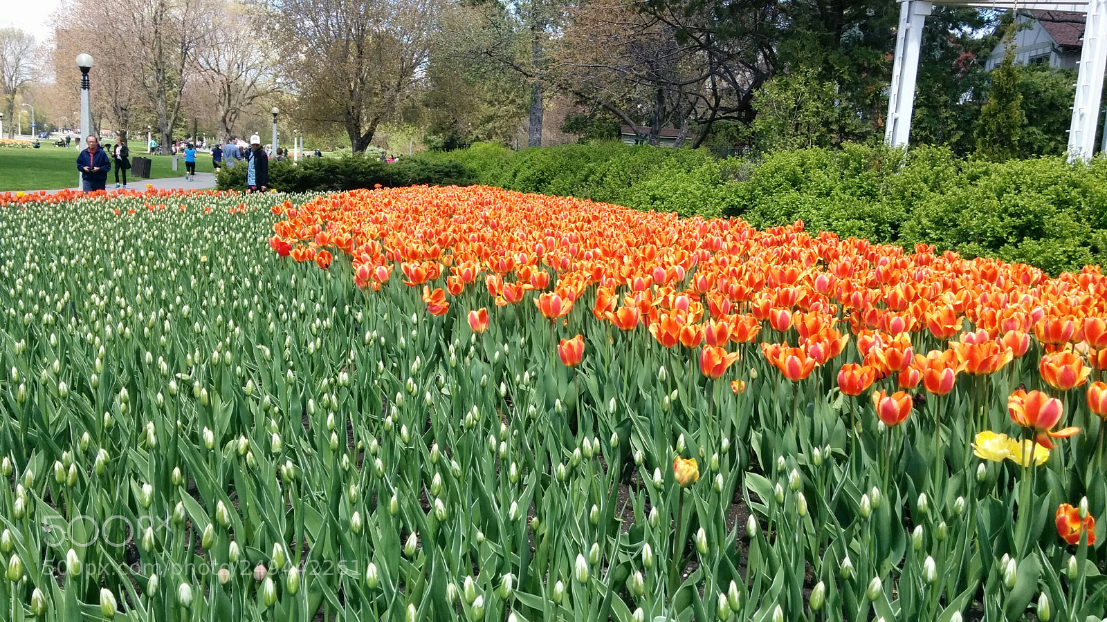 LG Nexus 5 sample photo. Tulip festival photography