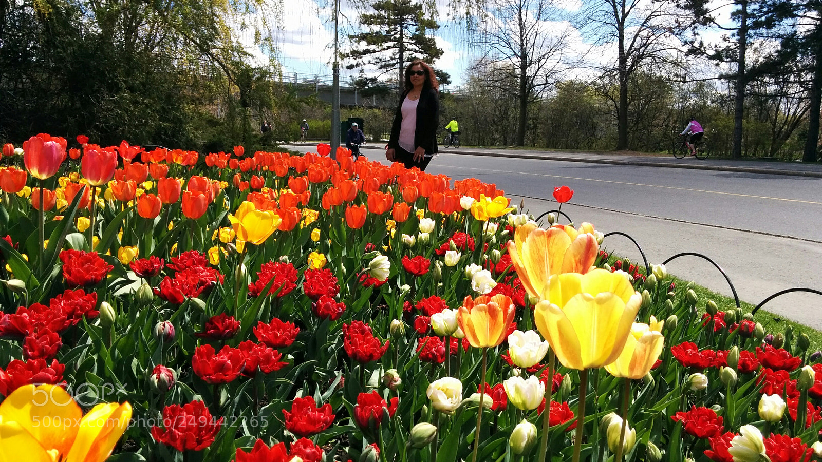 LG Nexus 5 sample photo. Tulip festival photography