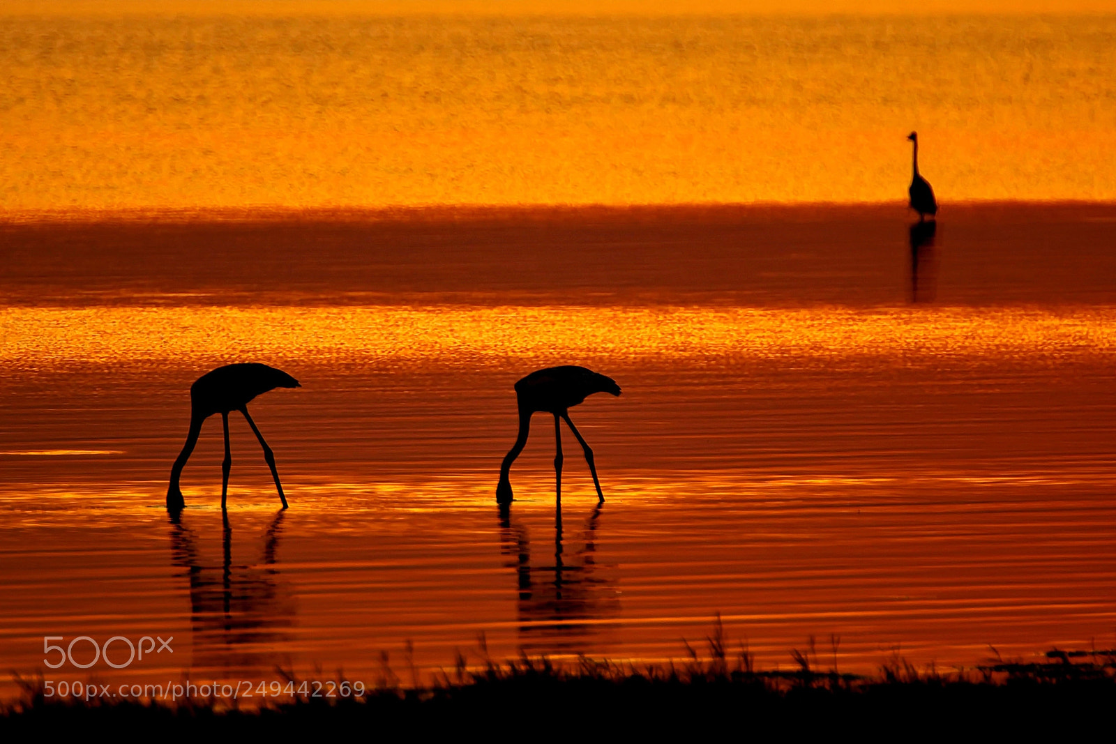Nikon D7000 sample photo. Flamingos photography