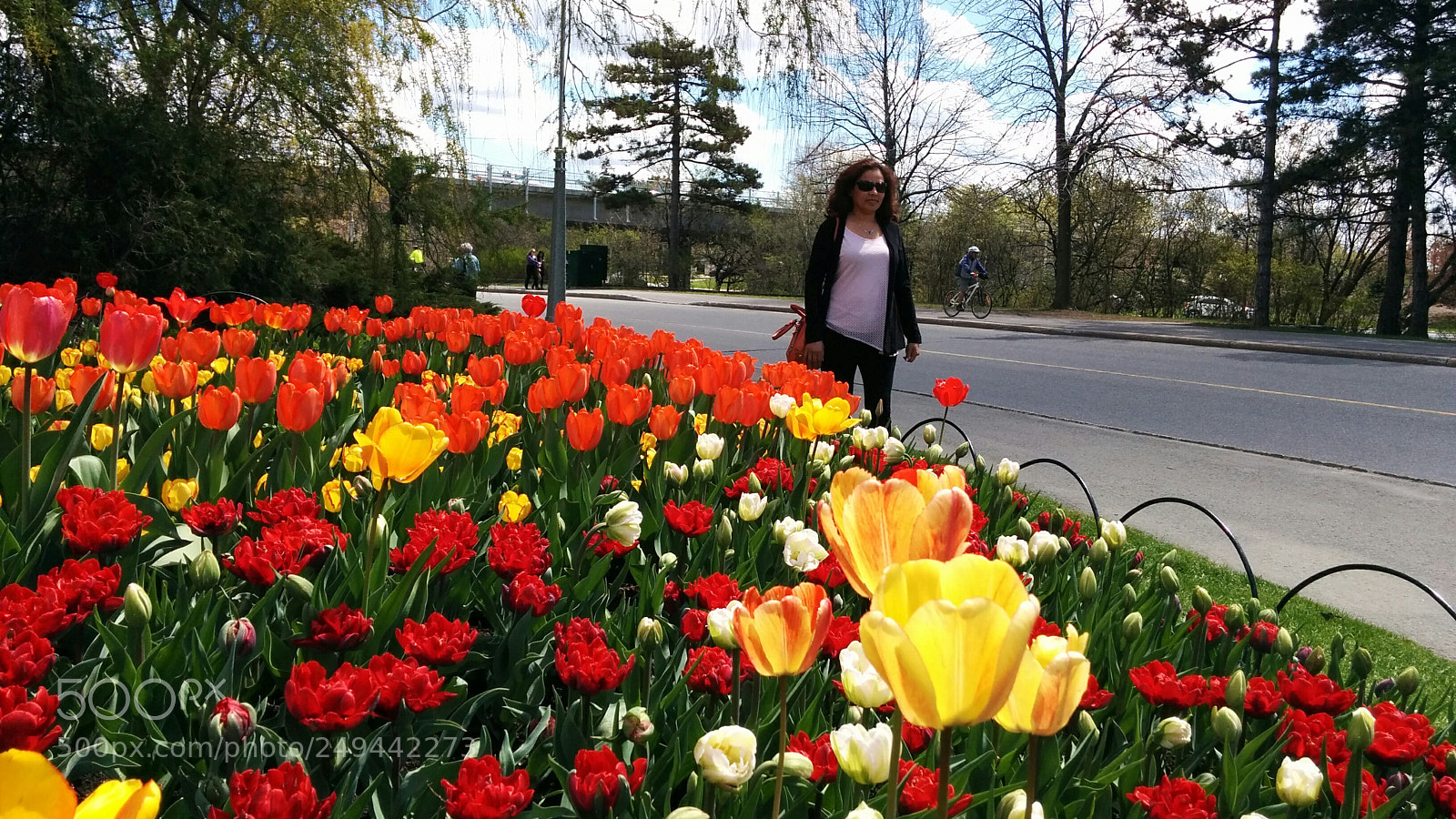 LG Nexus 5 sample photo. Tulip festival photography