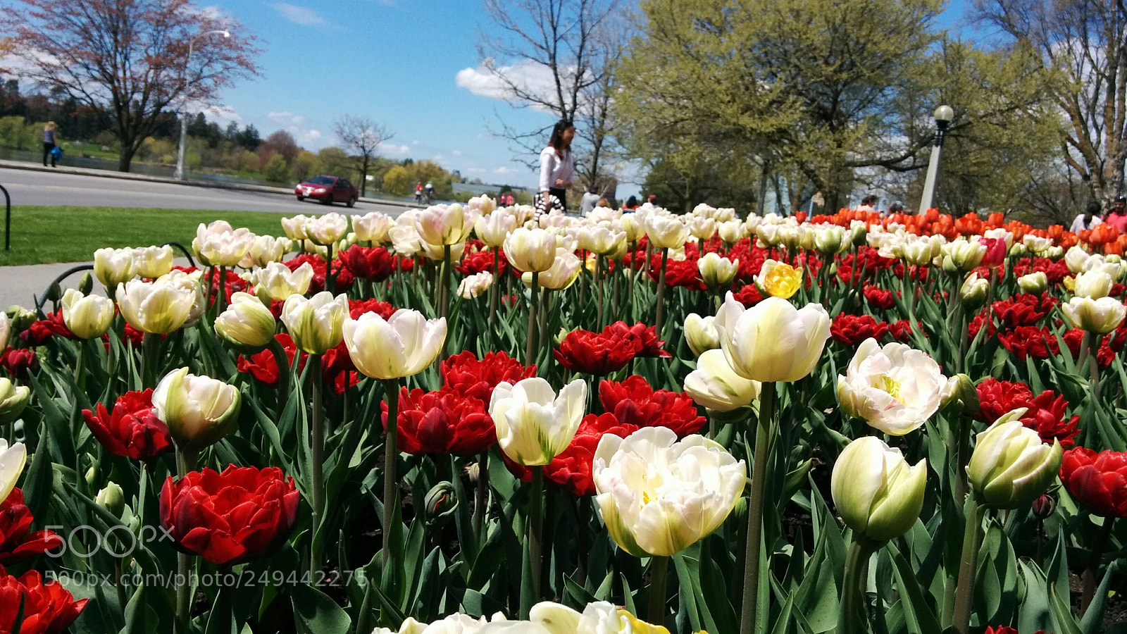 LG Nexus 5 sample photo. Tulip festival photography