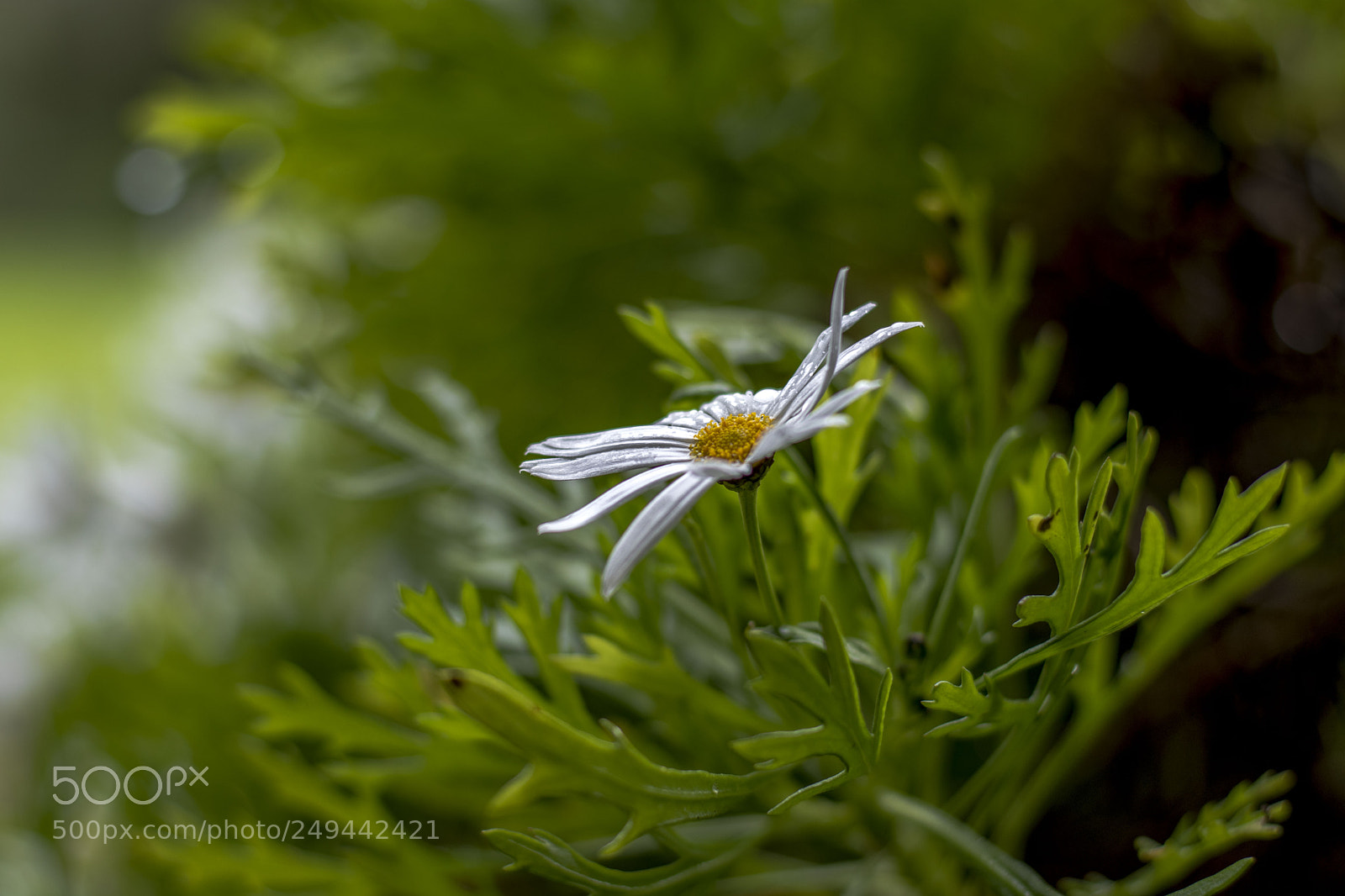 Nikon D5500 sample photo. Dslr photography