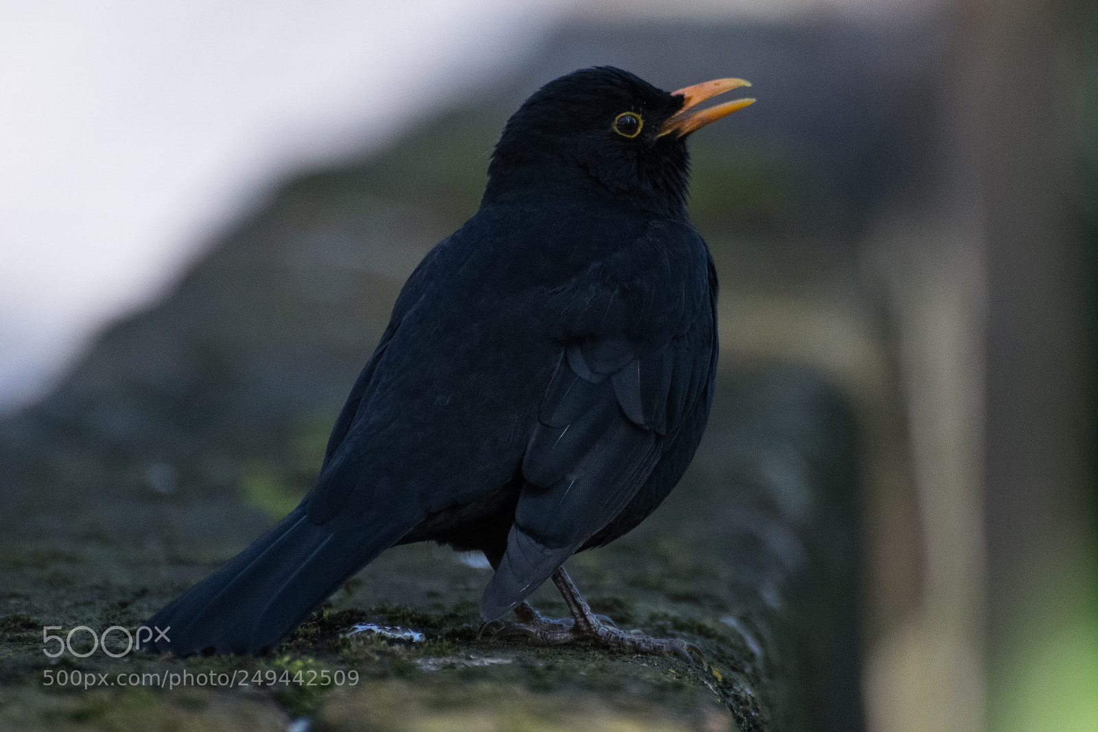 Nikon D3300 sample photo. Blackbird photography