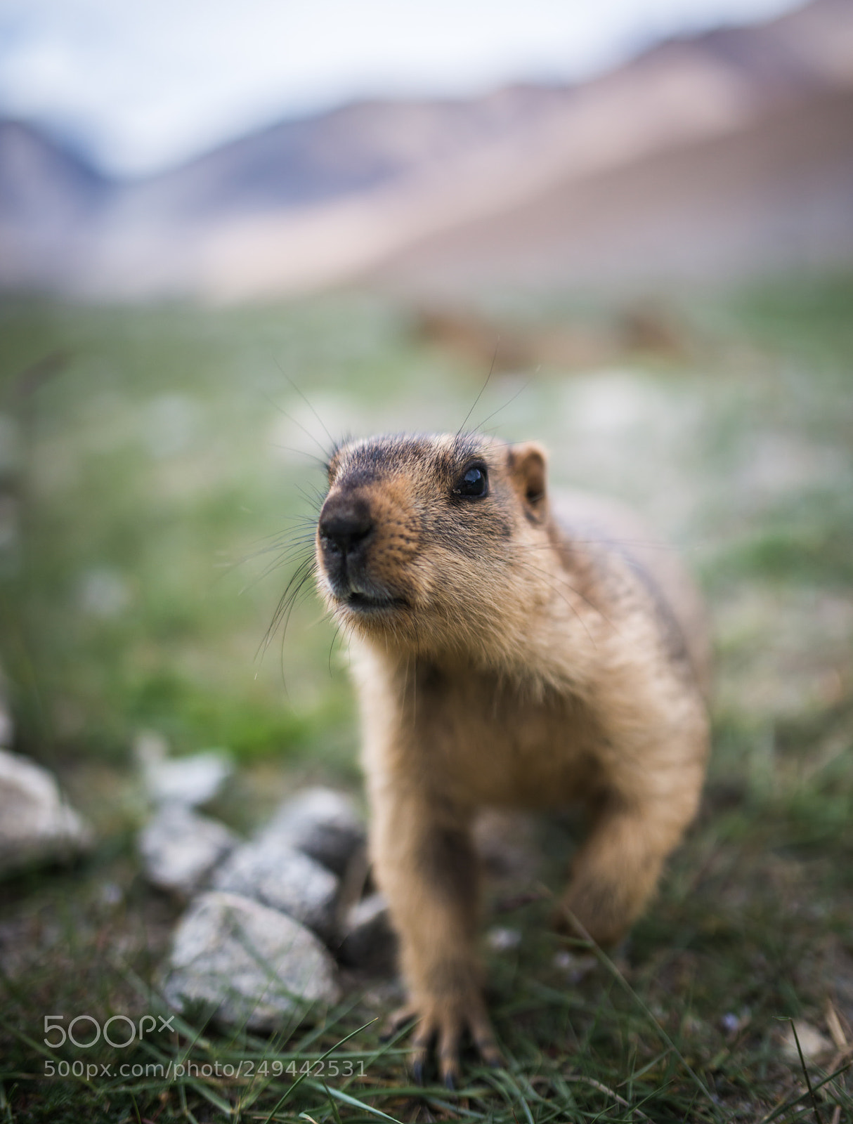 Nikon D800 sample photo. Prairie dog photography