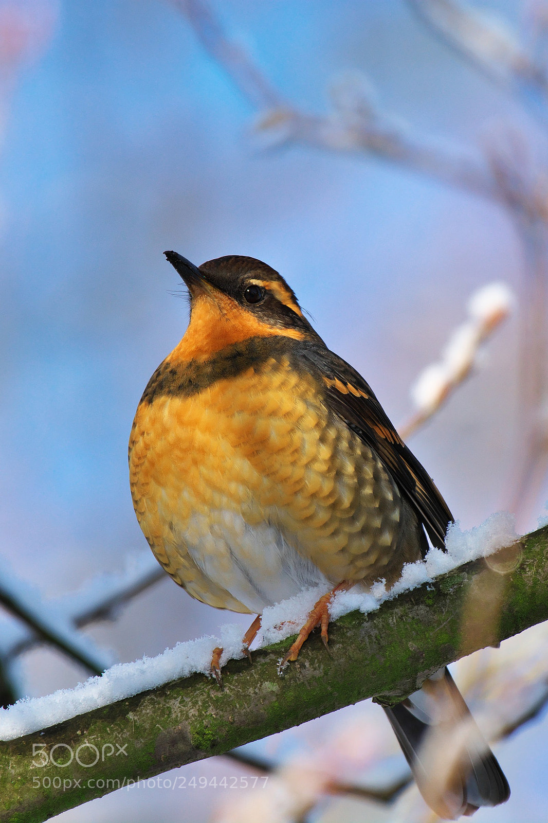 Nikon D7100 sample photo. Colorful snow day photography