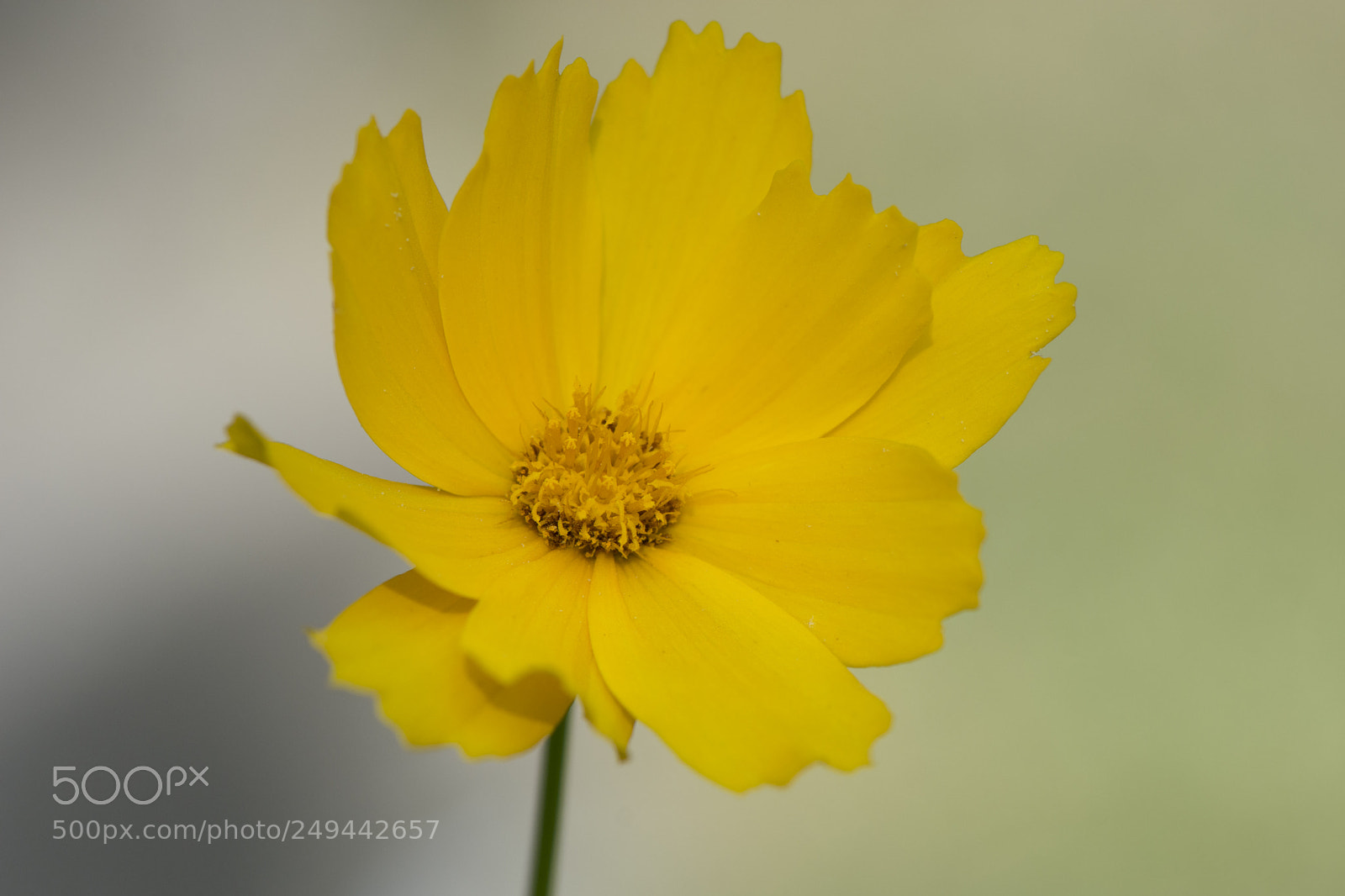Nikon D7200 sample photo. Thinking spring photography