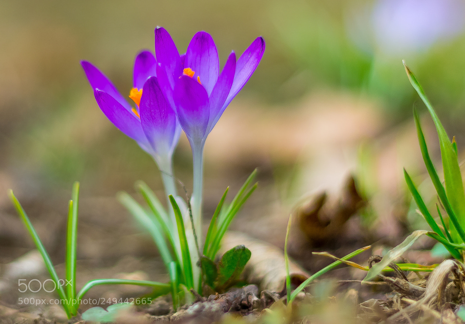 Canon EOS 1100D (EOS Rebel T3 / EOS Kiss X50) sample photo. Crocus photography