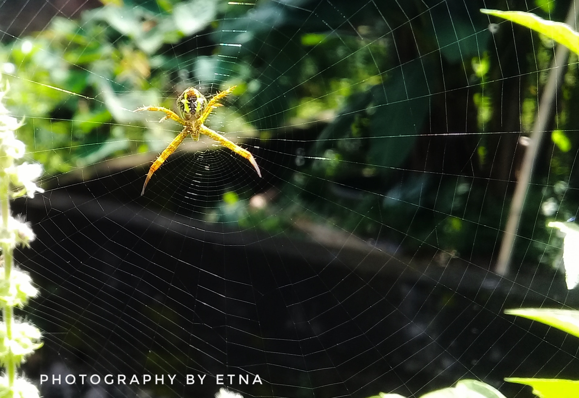 Samsung Galaxy J2 Prime sample photo. Spider web photography