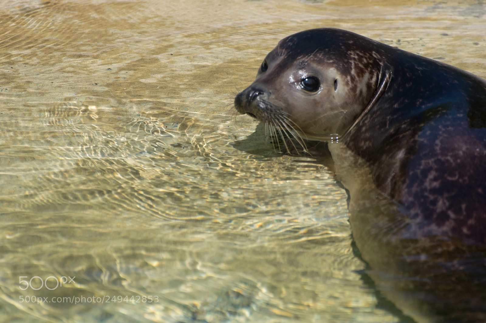 Nikon D3300 sample photo. Selkie photography