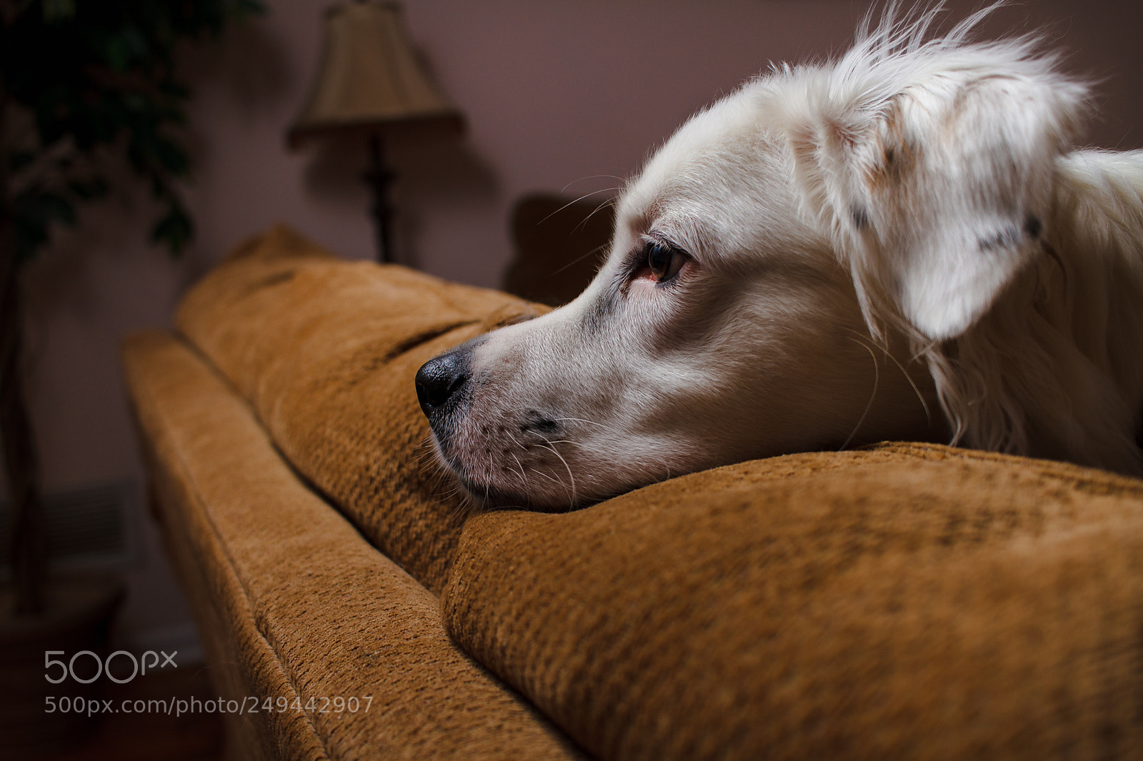 Canon EOS 7D sample photo. Reflective pup photography