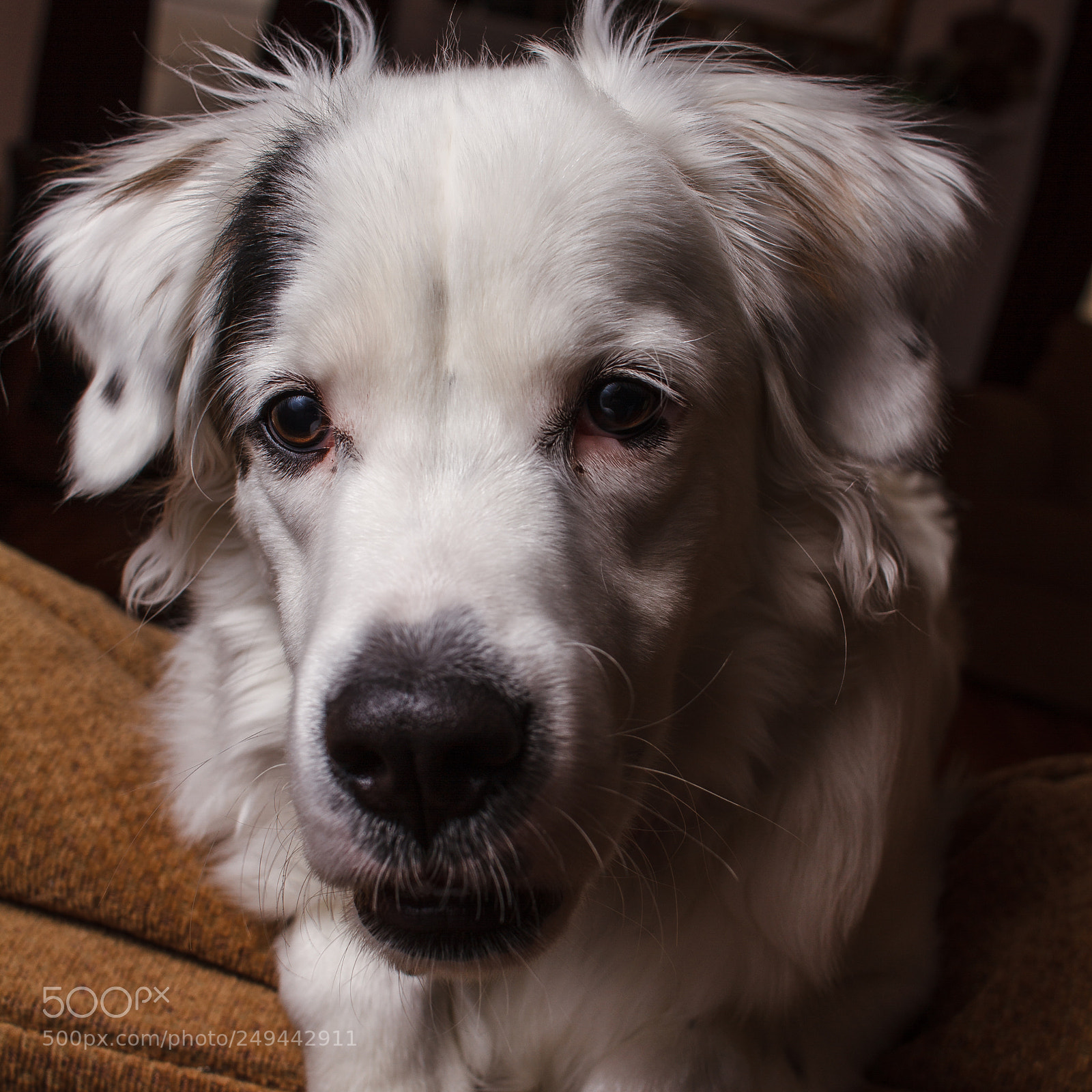 Canon EOS 7D sample photo. Happy pup photography