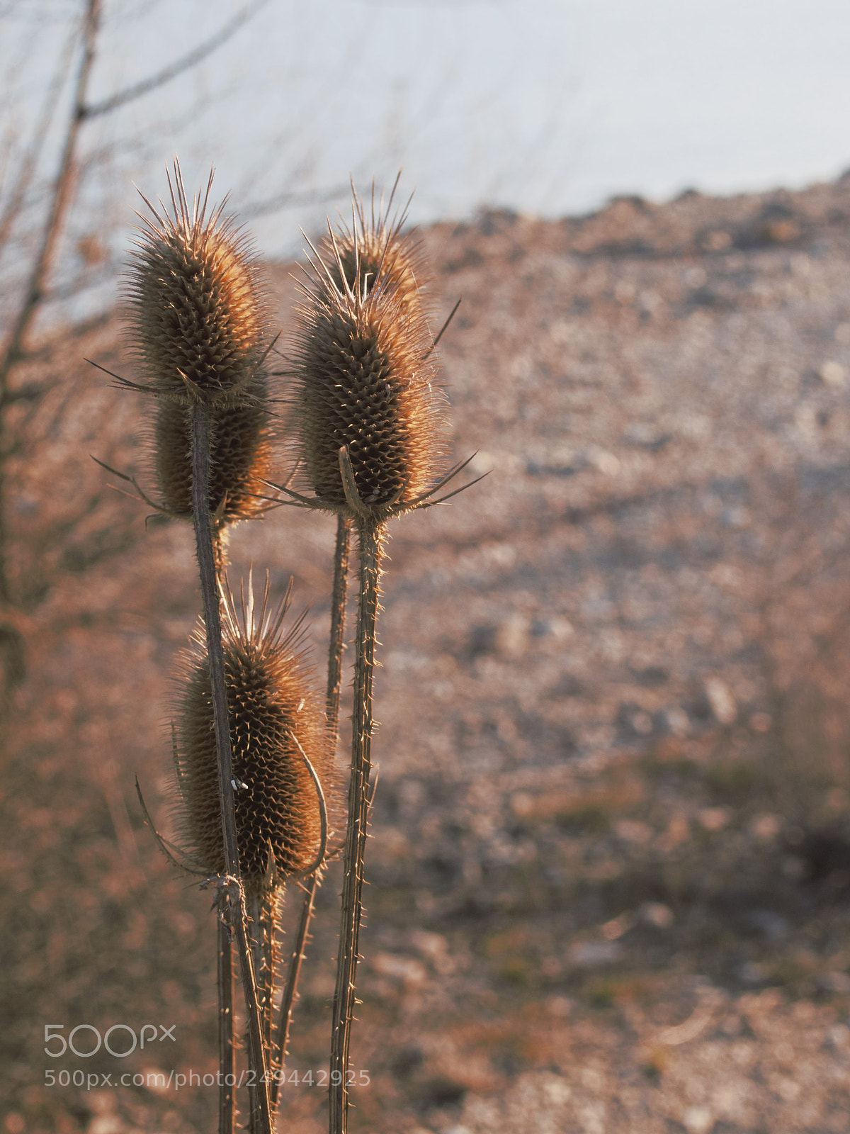 Olympus PEN E-PL5 sample photo. Springtime photography