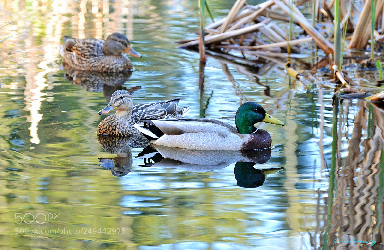 Nikon D3100 sample photo. Pond ducks photography