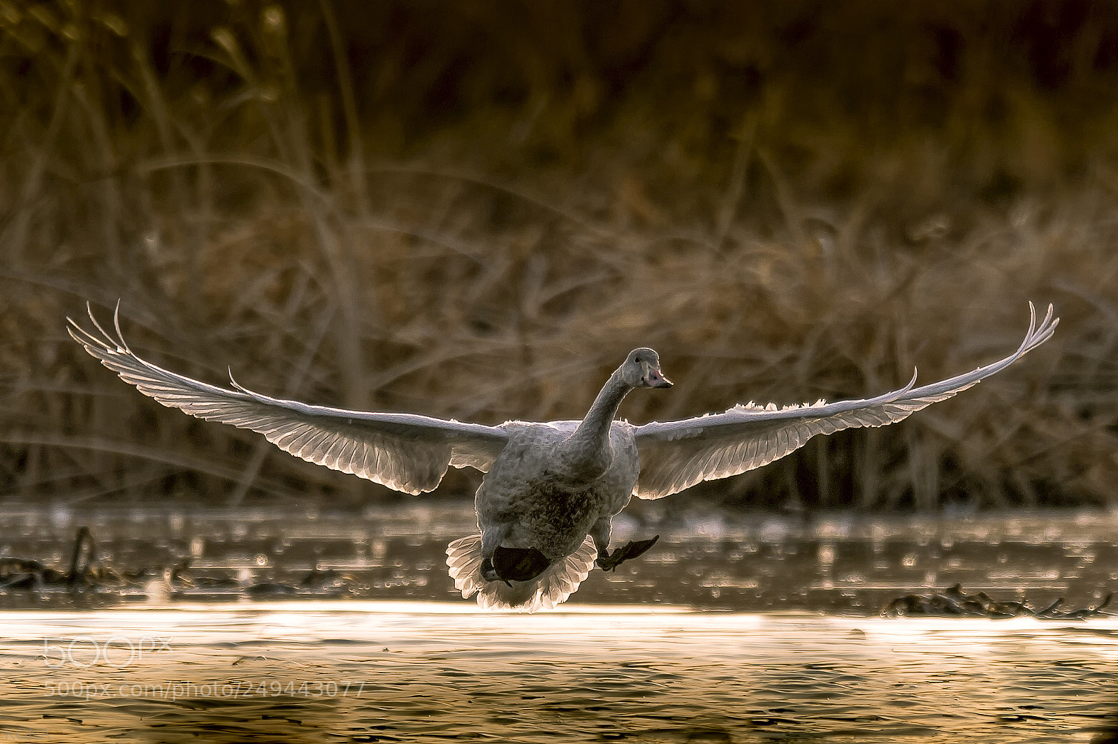 Nikon D3 sample photo. Swan in the chaoyang photography