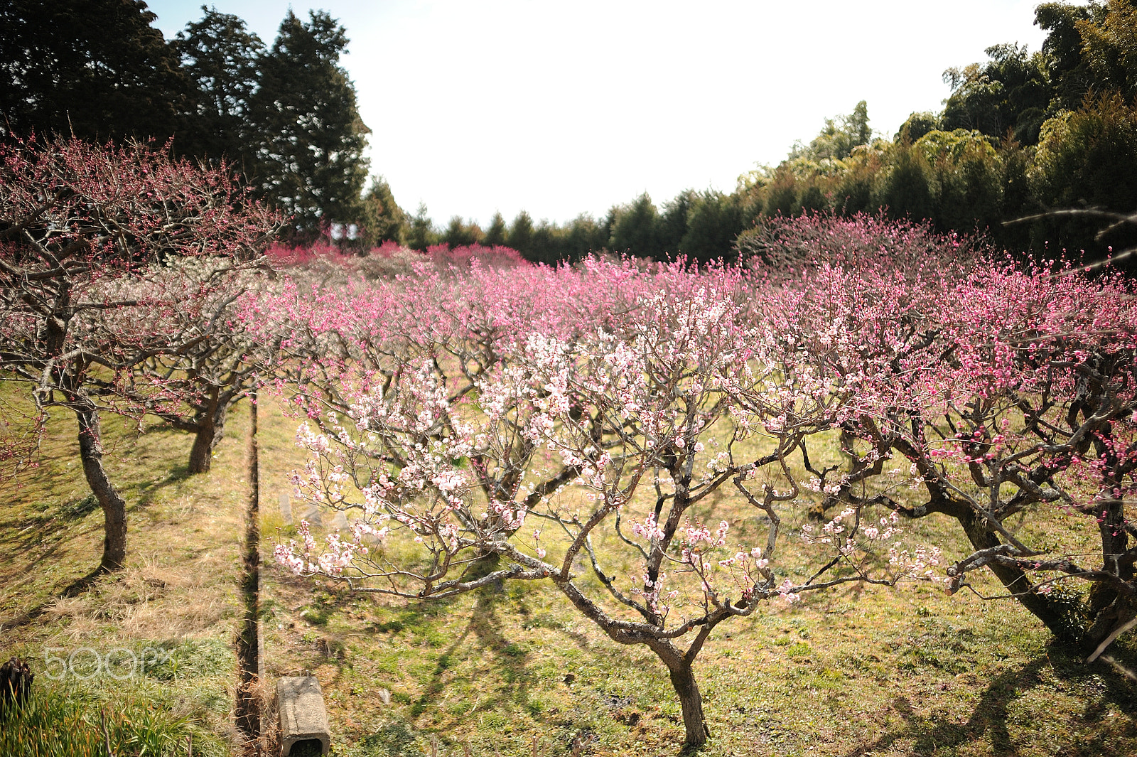 Nikon AF-S Nikkor 24mm F1.4G ED sample photo. D7h shokou-ji photography