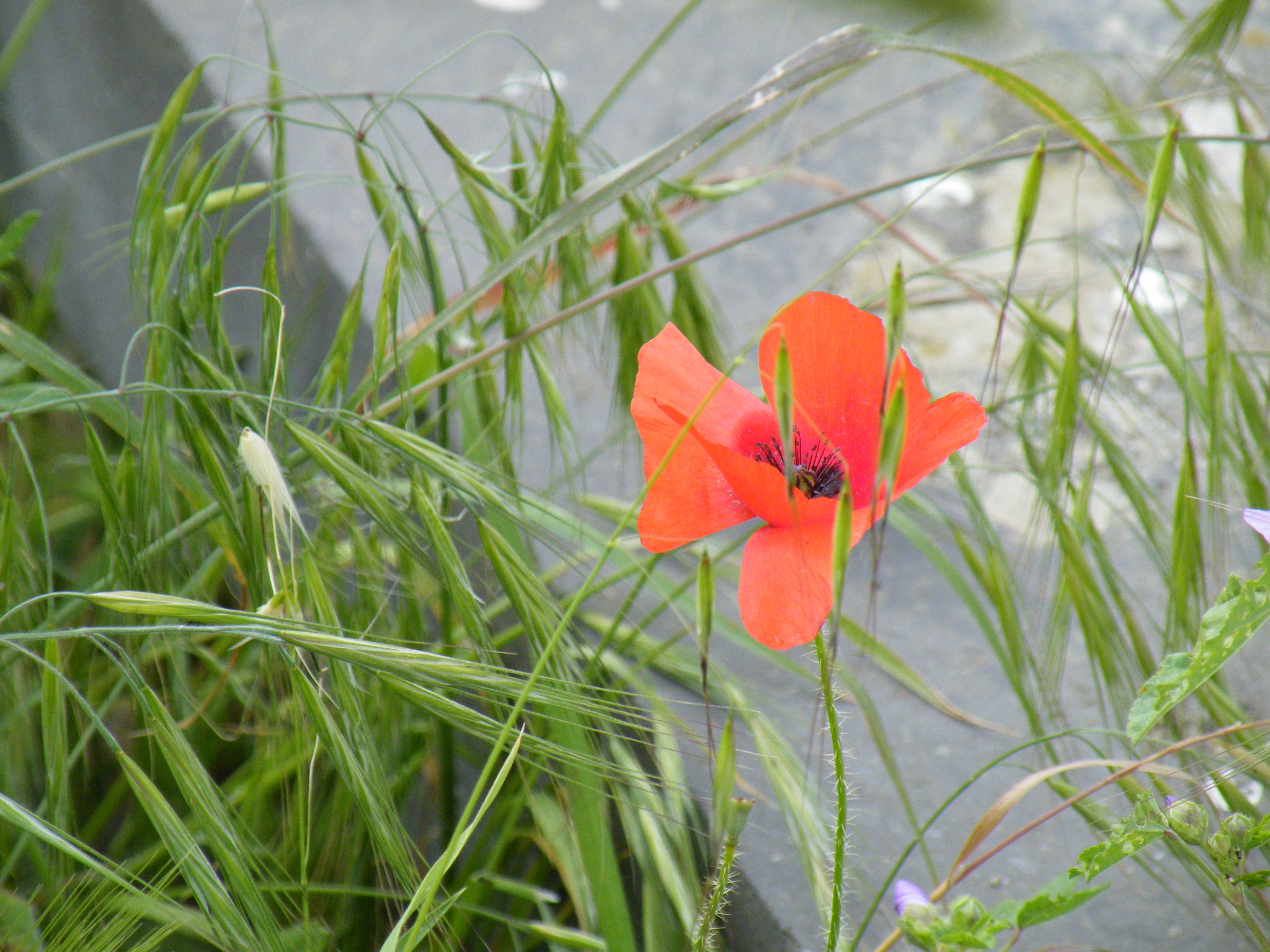 Fujifilm FinePix S8100fd sample photo. 2016-04-16 01.01.36.jpg photography