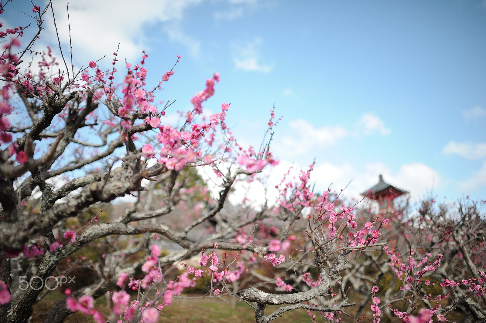 Nikon AF-S Nikkor 24mm F1.4G ED sample photo. D7h_0594 shoho-ji photography