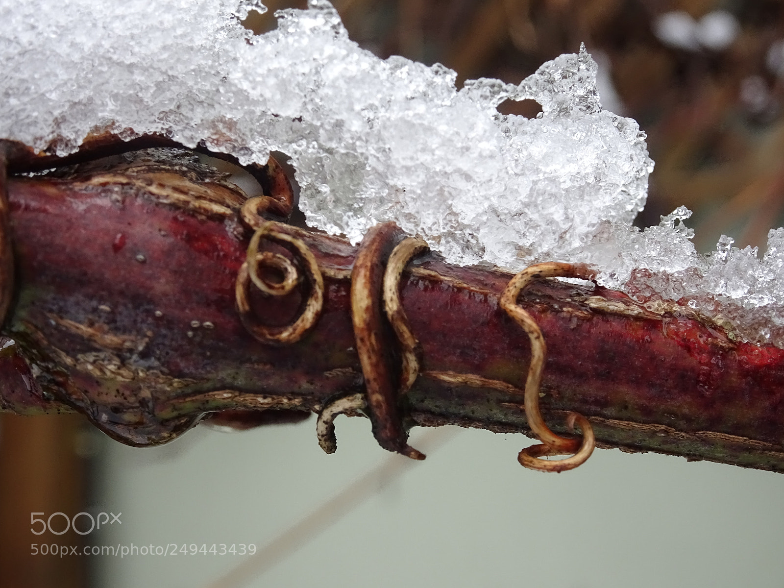 Sony Cyber-shot DSC-HX90V sample photo. Snow on a branch. photography