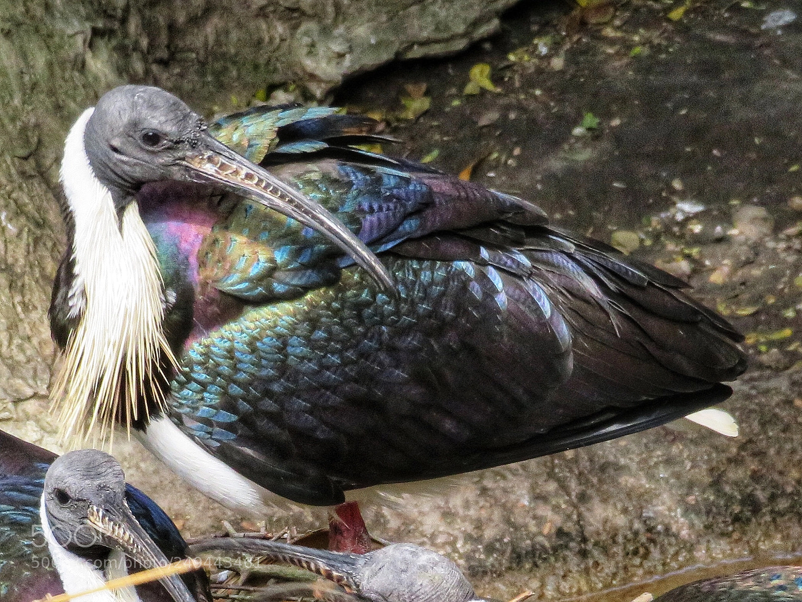 Canon PowerShot SX720 HS sample photo. Straw-necked ibis photography