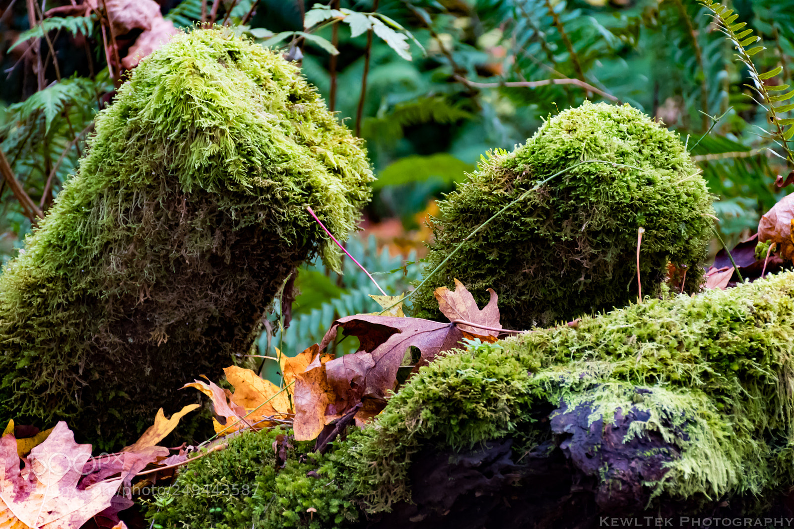 Nikon D5600 sample photo. Moss photography