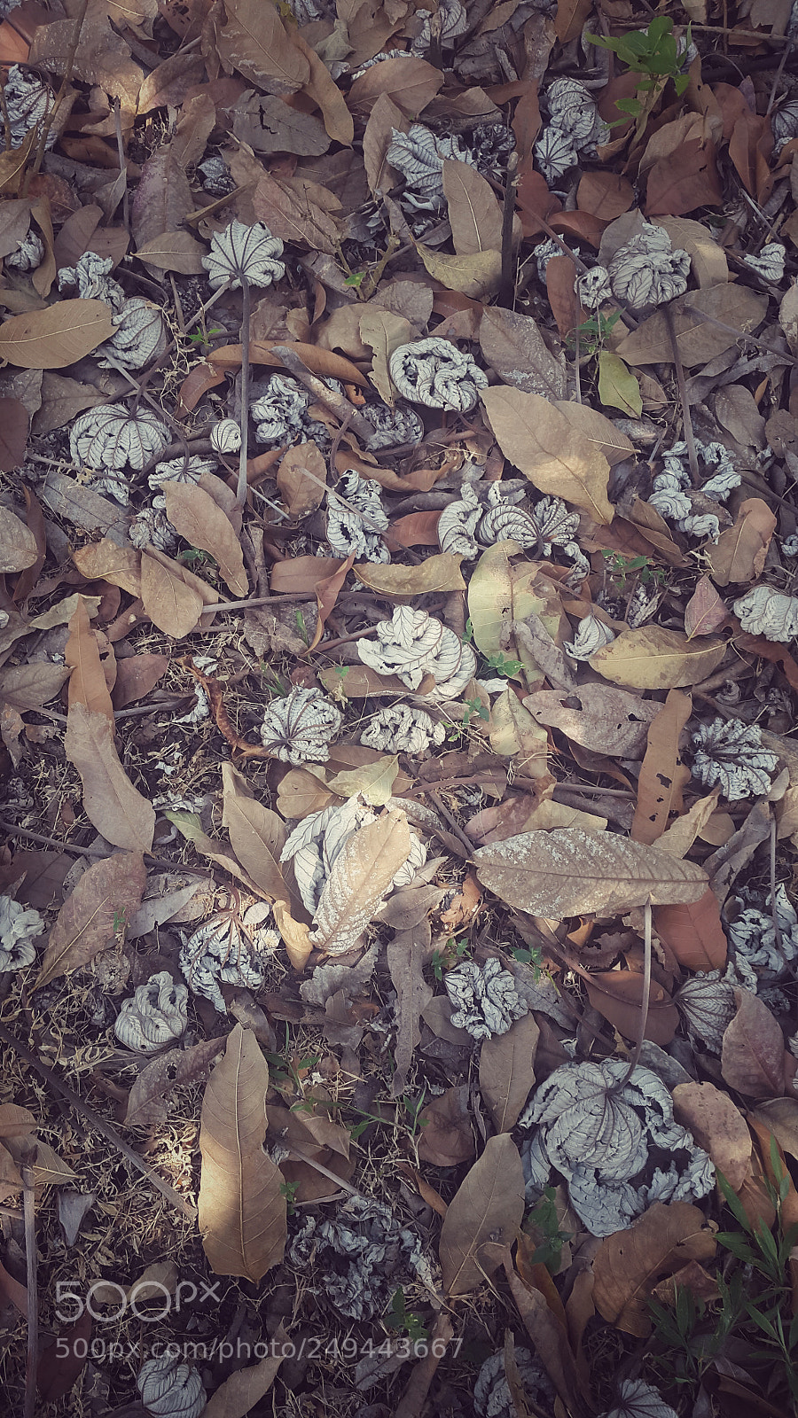 Samsung Galaxy S5 sample photo. Elotoño de benedetti photography