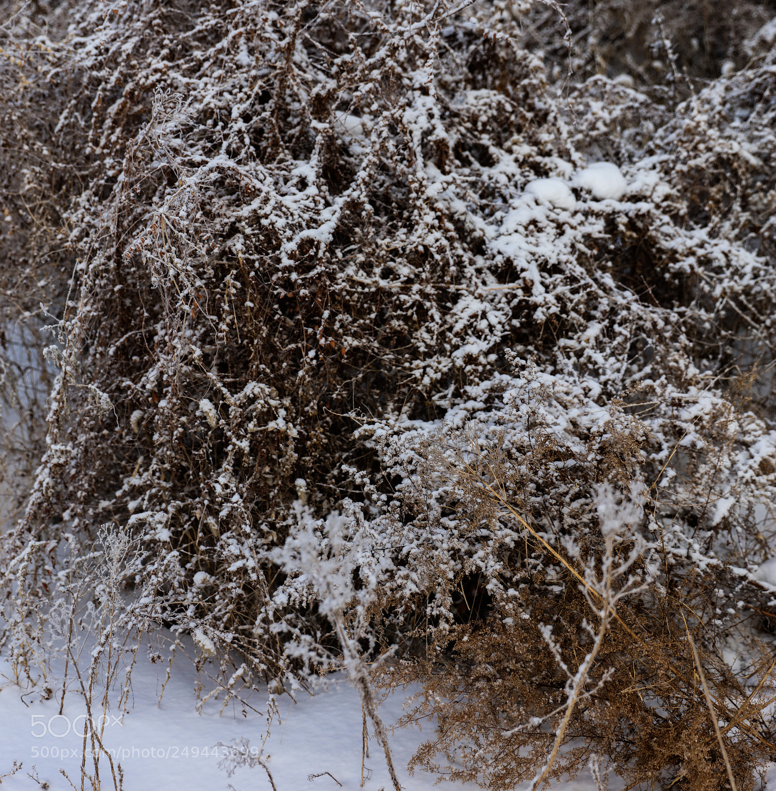 Canon EOS 5DS R sample photo. Snow flower photography