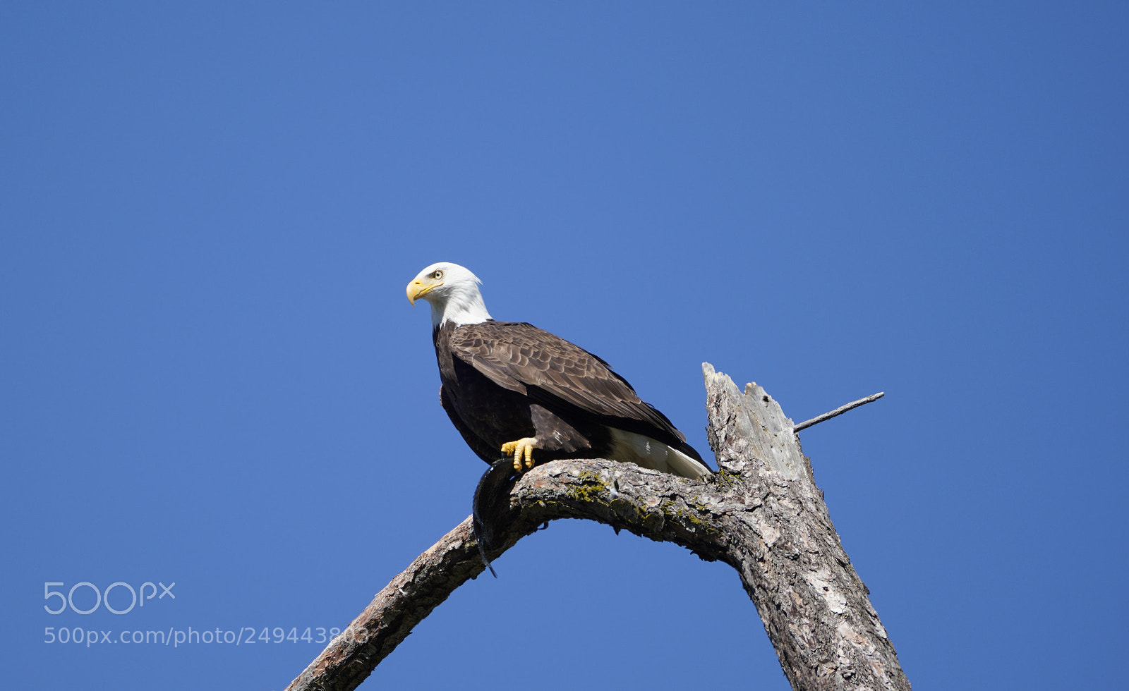 Sony a7R III sample photo. Bald eagle with fish photography