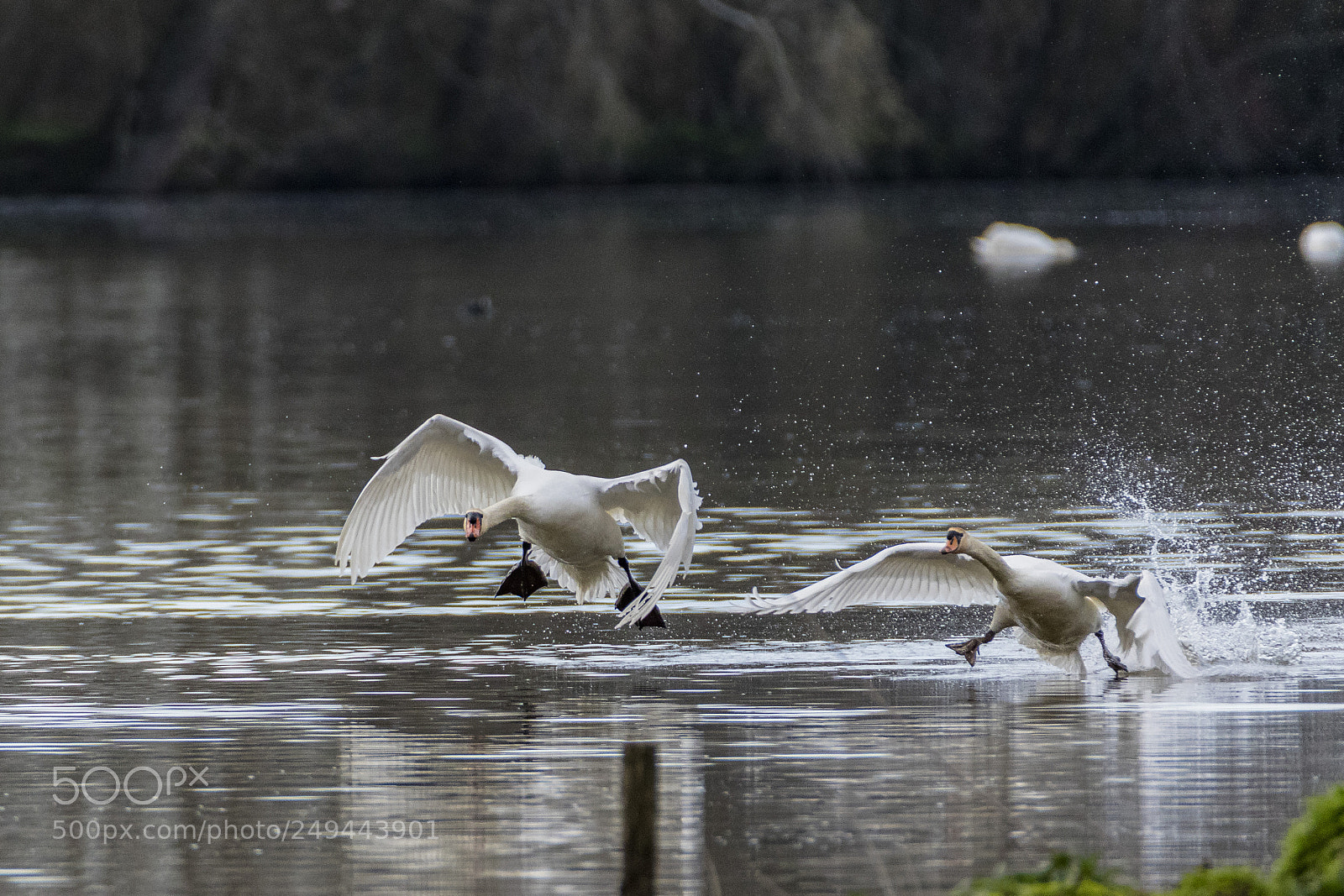 Canon EOS 7D Mark II sample photo. Planaggio photography