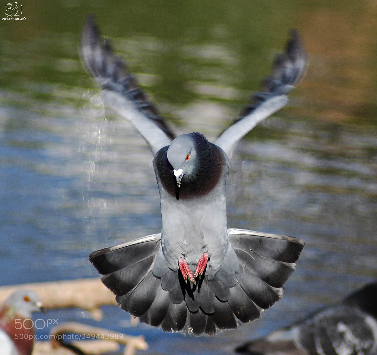 Nikon D60 sample photo. Untitled photography