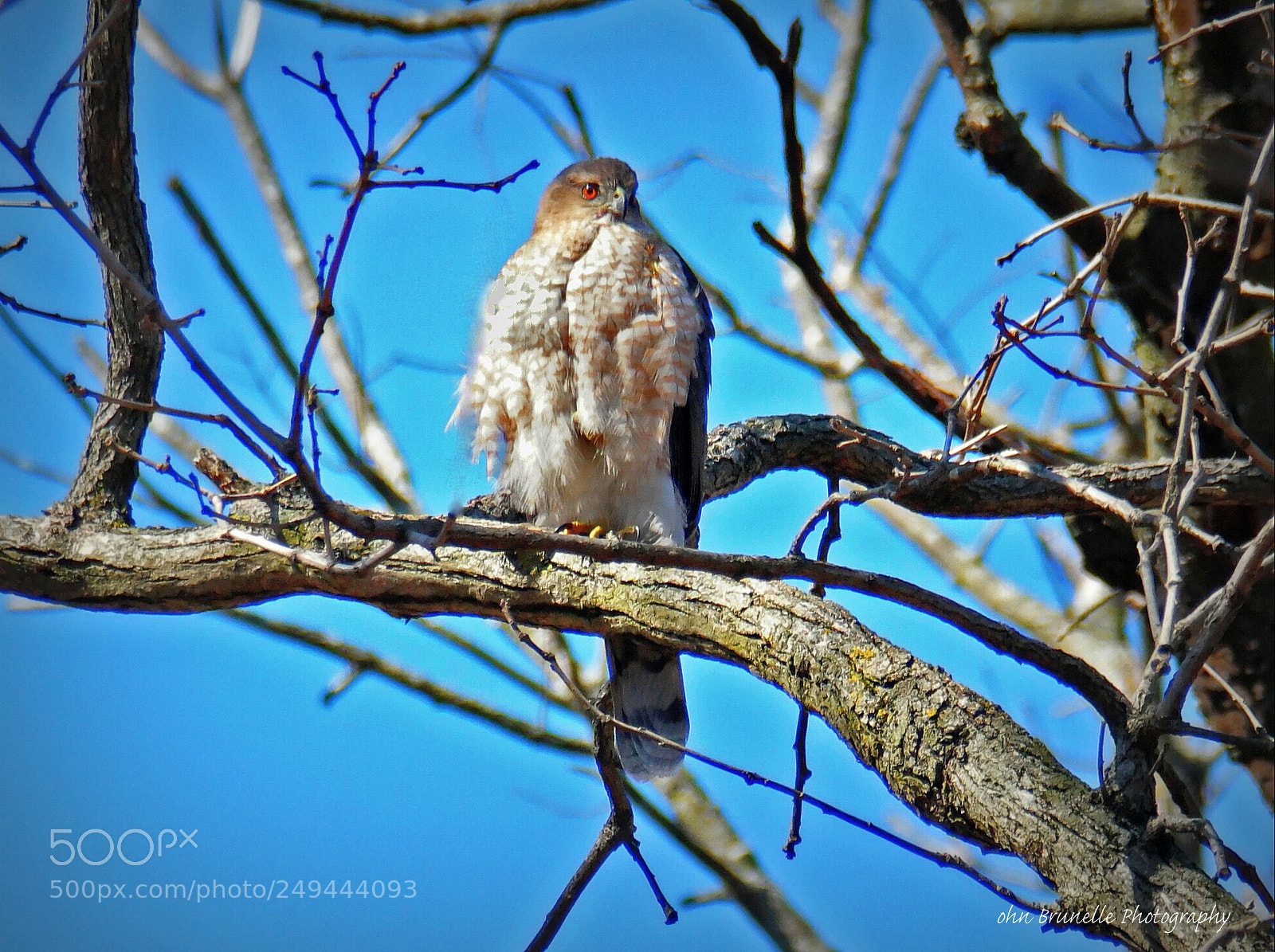 Samsung NX500 sample photo. Coopers hawk march 15 photography
