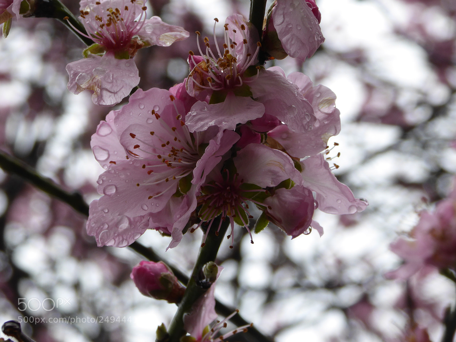 Panasonic Lumix DMC-ZS40 (Lumix DMC-TZ60) sample photo. Spring is crying photography