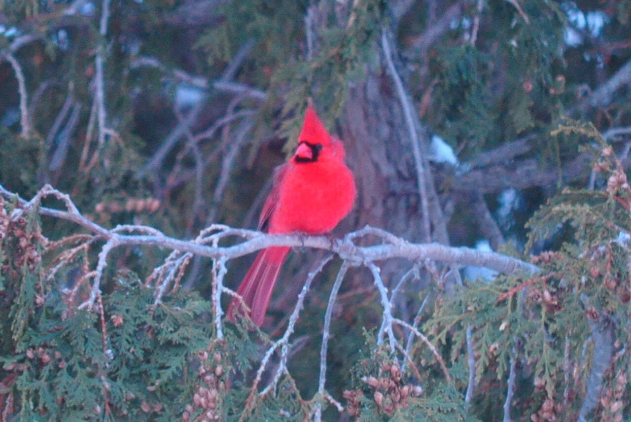 Nikon D5000 sample photo. A cardinal day photography